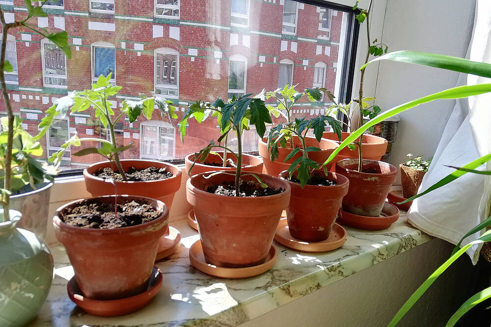 Tomaten auf der Fensterbank