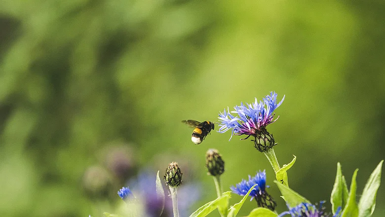 Eine Hummel schwebt in der Nähe einer bunten lila Blume, umgeben von Gras