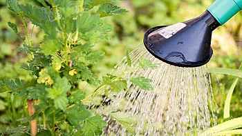 Gießkanne beim Gießen von Kräutern