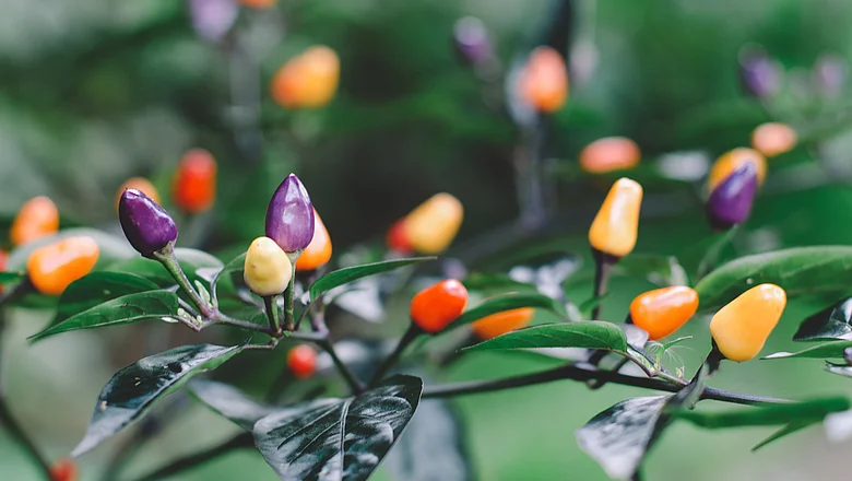 Kleine bunte Chilischoten, die an einer Ranke wachsen. Die Paprikaschoten sind eine Mischung aus lila, orange, rot und gelb.