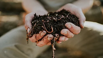 Kompostwürmer Kompostwürmer