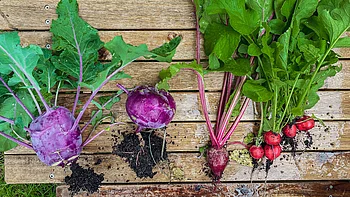 Was gibt es im September zu tun?