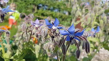 Gartennützlinge ansiedeln Gartennützlinge ansiedeln