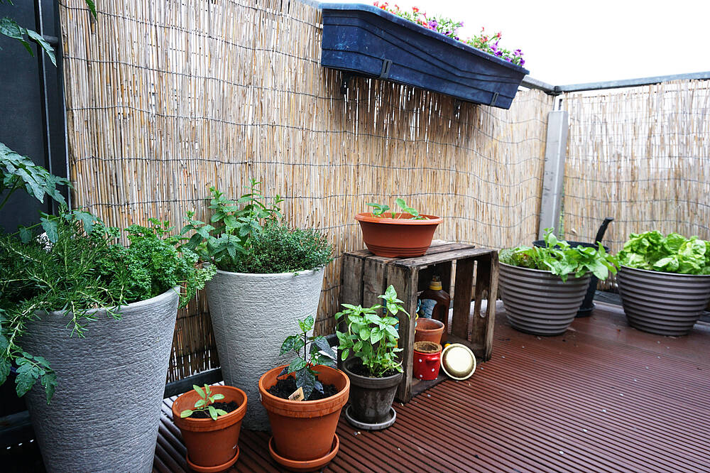 Pflanzen Schutz Sturm Wind Regen