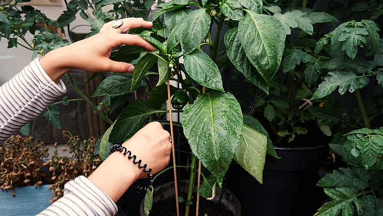 Hände in Paprikapflanze auf Nordbalkon