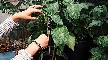 Hände in Paprikapflanze auf Nordbalkon