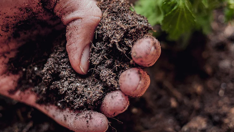 Eine Nahaufnahme von jemandem, der den Boden in einem Garten berührt, was auf die Untersuchung des Bodens hindeutet
