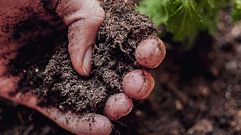 Wir sind, was der Boden ist. Eine Nahaufnahme von jemandem, der den Boden in einem Garten berührt, was auf die Untersuchung des Bodens hindeutet