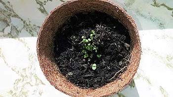 Basilikum-Keimlinge im Kokostopf