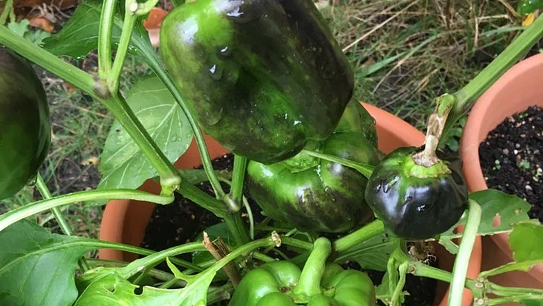 Schwarze Flecken auf grüner Paprika