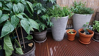 Pflanzgefäße Pflanzgefäße