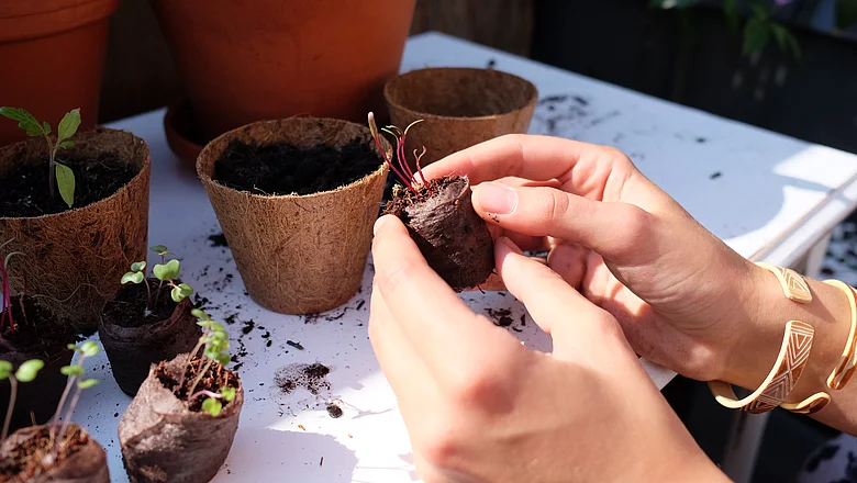 Licht- und Dunkelkeimer, Warm- und Kaltkeimer