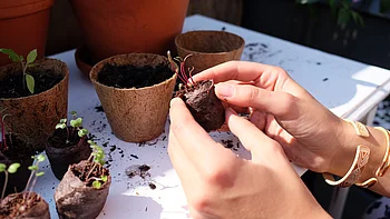 Licht- und Dunkelkeimer, Warm- und Kaltkeimer Licht- und Dunkelkeimer, Warm- und Kaltkeimer