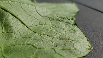 Larven der Minierfliege