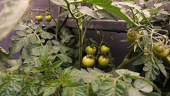 Grüne Tomaten auf Balkon