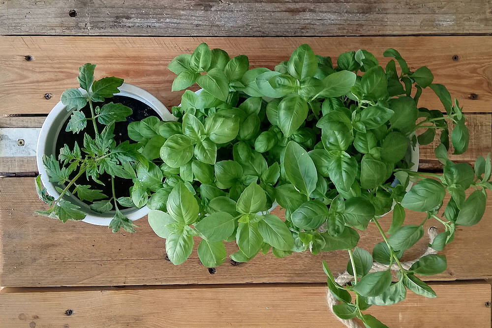 Basilikum