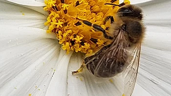 Wildbiene auf Blüte - deswegen Bienenschutz