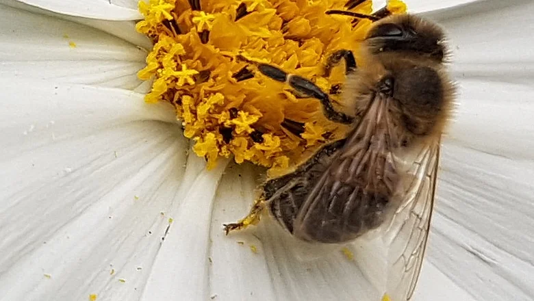Wildbiene auf Blüte - deswegen Bienenschutz