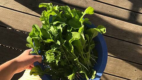 Rucolaernte vom Nordbalkon
