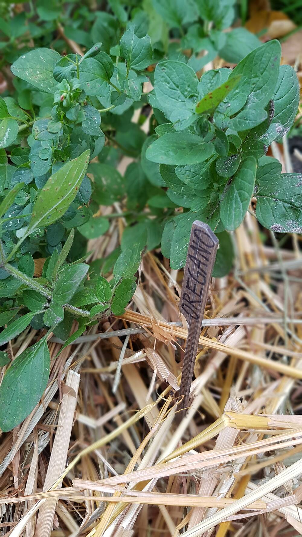 Pflanzen winterfest machen