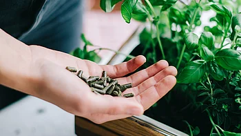 Bio Klee Dünger auf Hand auf dem Balkon