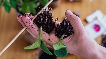 Zwei entwurzelte Setzlinge werden in der Hand gehalten, wobei die Wurzeln freigelegt werden, die mit Erde bedeckt sind.