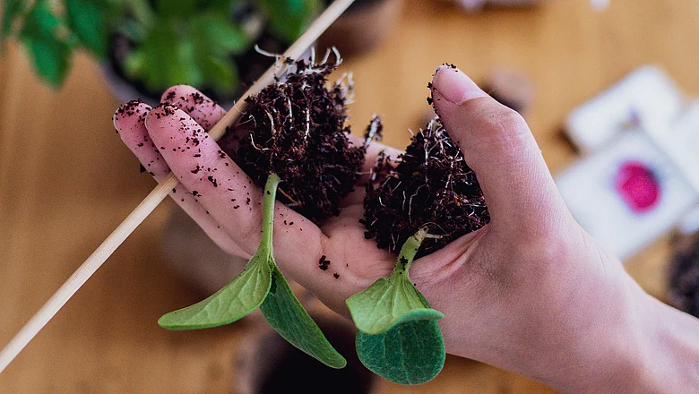 Zwei entwurzelte Setzlinge werden in der Hand gehalten, wobei die Wurzeln freigelegt werden, die mit Erde bedeckt sind.