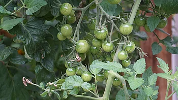 Grüne Tomaten am Strauch Grüne Tomaten am Strauch