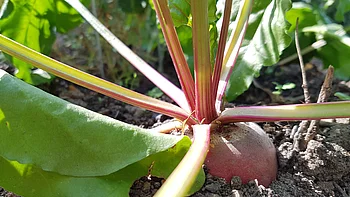 Gemüse richtig lagern Gemüse richtig lagern