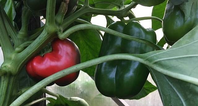 Eine rote und eine grüne Paprika hängen and er Pflanze