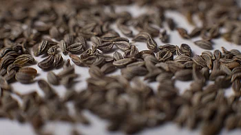 Saatgut auf weißem Hintergrund