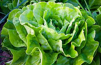 ein ausgewachsener grüner Kopfsalat