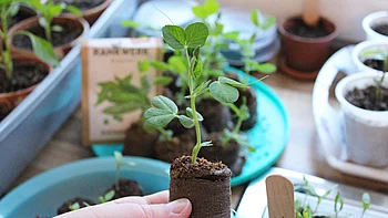 Eine Nahaufnahme eines kürzlich eingetopften Setzlings, der von einer Person mit den Fingerspitzen gehalten wird.