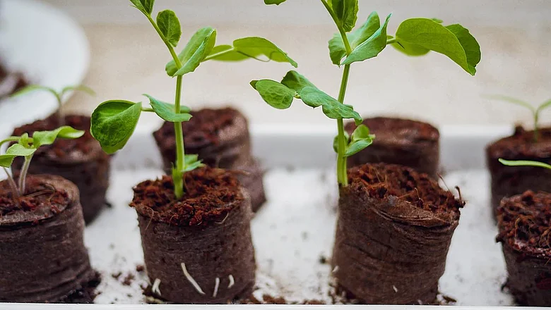 Kokosquelltabletten mit kleinen Keimlingen, auf einer Fensterbank