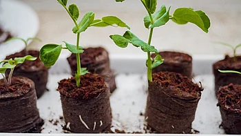 Kokosquelltabletten mit kleinen Keimlingen, auf einer Fensterbank