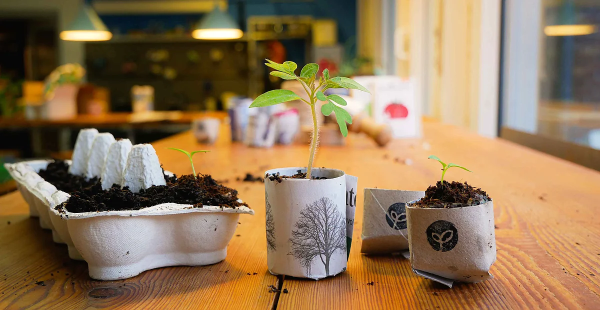 Eierkarton, Papierkarton mit Erde befüllt und jungen Pflanzen