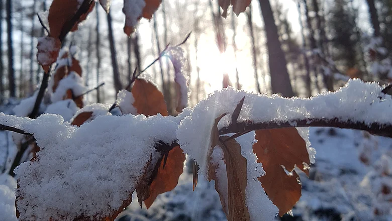 Die Sonne scheint durch die Zweige der Bäume in einer sonnigen und verschneiten Winterwaldlandschaft.