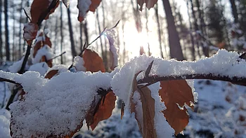 Die Sonne scheint durch die Zweige der Bäume in einer sonnigen und verschneiten Winterwaldlandschaft.