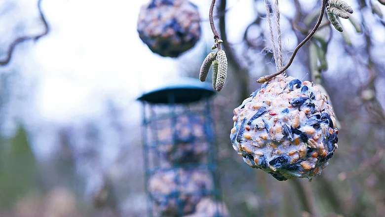 Ein selbstgemachtes Vogelfutter aus Pflanzenfett hängt an einem Ast im Freien