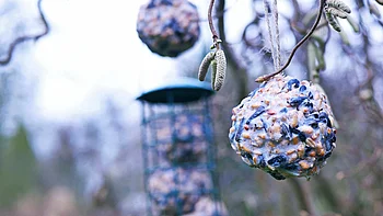 Ein selbstgemachtes Vogelfutter aus Pflanzenfett hängt an einem Ast im Freien