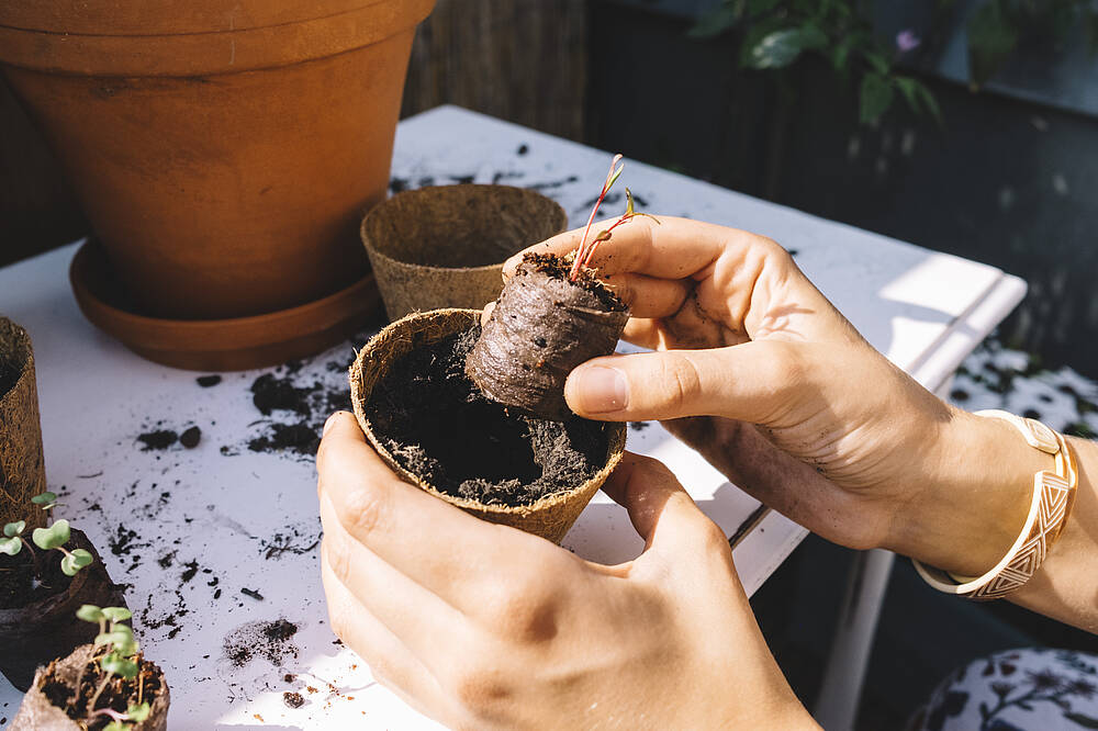 Umtopfen von Kokostabletten in Kokostöpfe auf Balkon