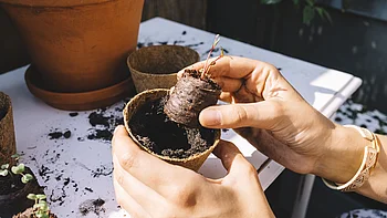Kokosquelltabletten in Verwendung