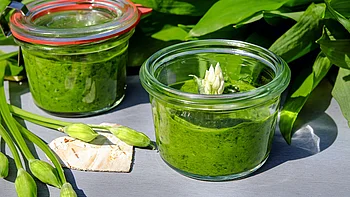 Kressepesto mit Pflanzen im Hintergrund