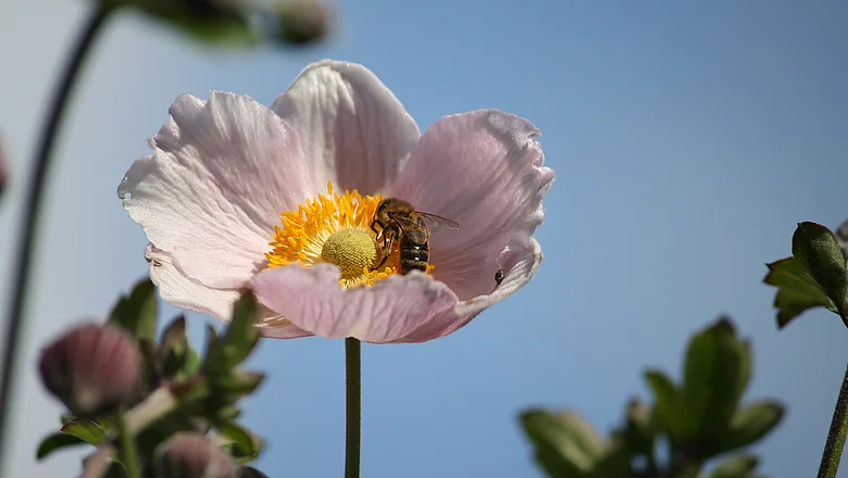 Honigbiene in einer Blüte