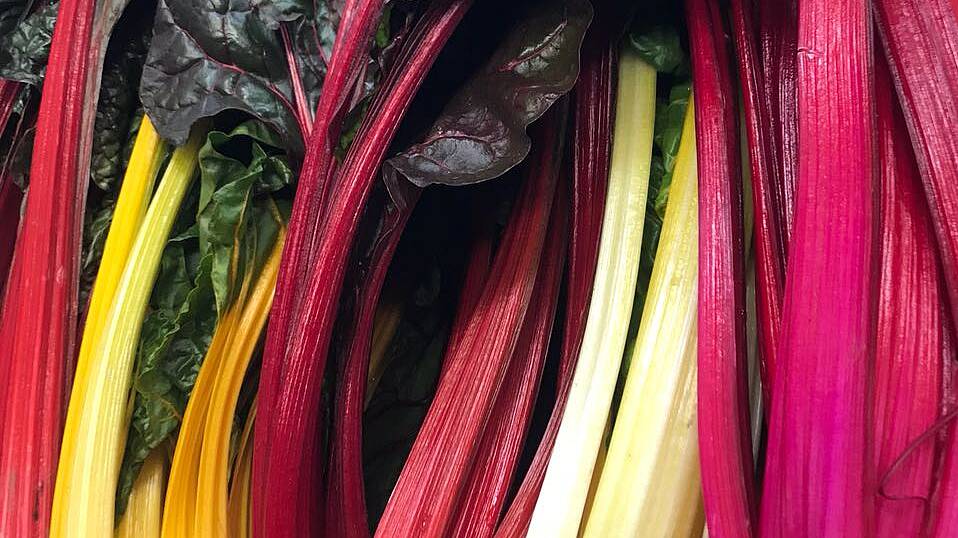 Mangold Bright Lights Bunter Mangold im Beet