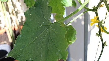 Ein großes grünes Blatt, das mit kleinen Mengen Mehltau befallen ist.