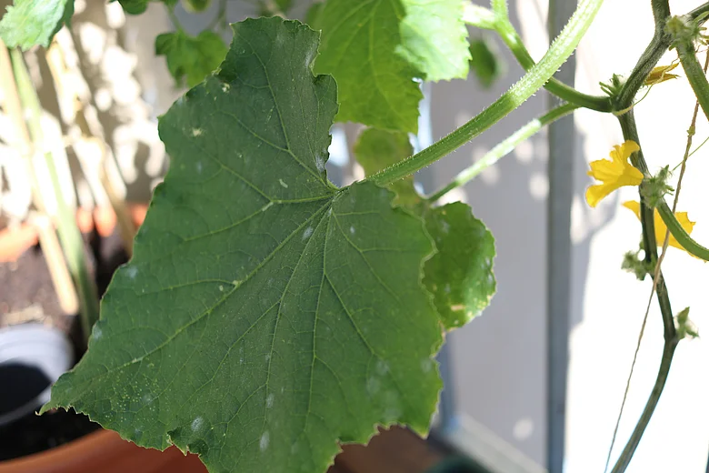 Ein großes grünes Blatt, das mit kleinen Mengen Mehltau befallen ist.