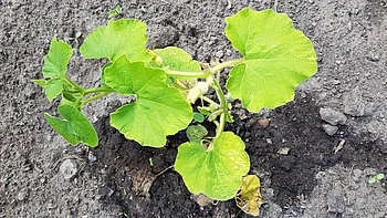 Kürbis hat gelbe Blätter Kürbis hat gelbe Blätter