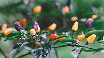Mehrfarbige kleine Paprika, die an einer Ranke wachsen. Die Farbe der Paprikaschoten reicht von rot über violett bis gelb