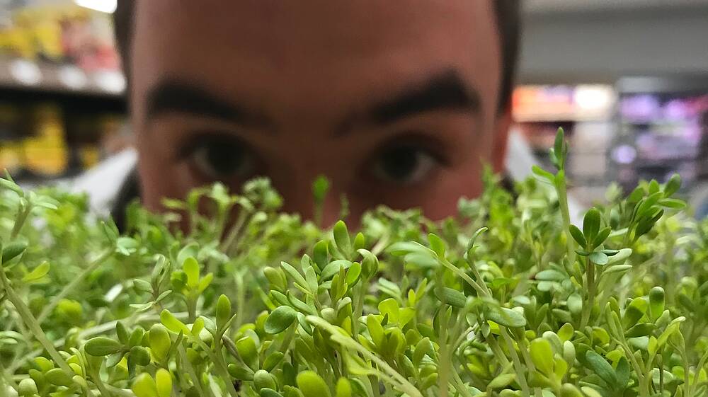 Mann guckt Kresse beim Wachsen zu 